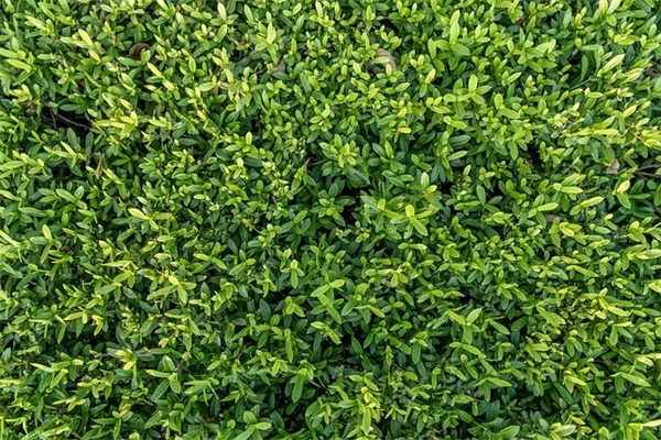 12月の施肥、本当に大丈夫？安全に与えられる植物10選と注意点