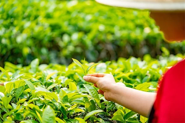 初心者でも失敗しないGreen Globeアーティチョークの育て方5つのポイント