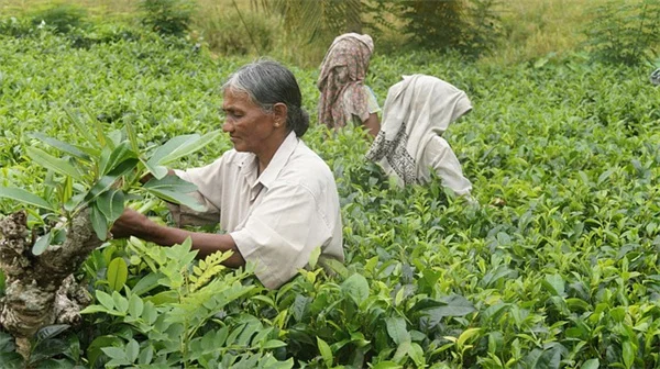 知らないと危険！栽培禁止の植物6選とその理由