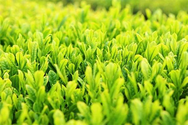 珍しいパンジー品種10選！個性的な花を庭で楽しもう